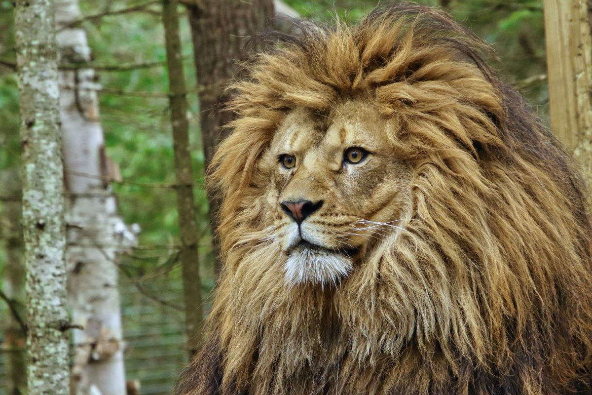 African Lion Vern 14 months old at GarLyn Zoo